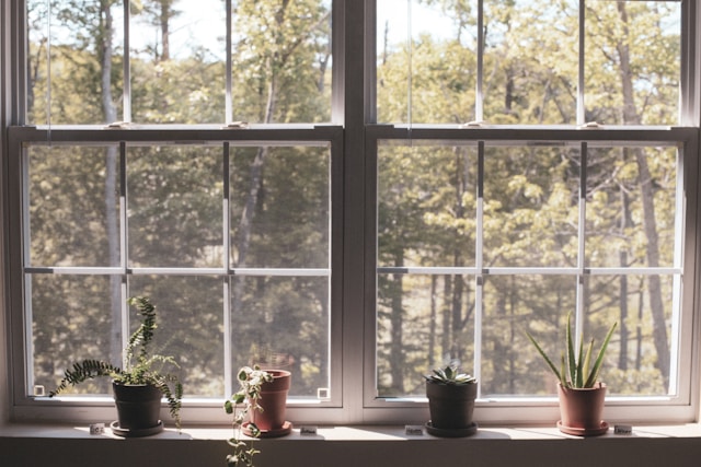 Potted plants sitting on a windowsill